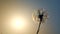 Amazing single sunny dandelion on blue sky background in sunset back-light.