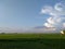 Amazing sky with clouds and greeny rice plants plants