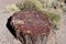 Amazing Slice of Petrified Log Slice in Arizona