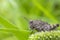 Amazing small green grasshopper on leaf