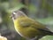 Amazing small green grey bird