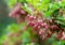 Amazing small Pink flowers look like lilies of the valley