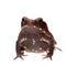 Amazing Smooth-sided toad isolated on white background