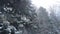 Amazing snow-capped fir forest in the alps - romantic winter scene