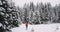 In amazing snowy forest with a big Christmas tree tourist traveling alone equipped he walking slowly through the snowy