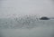 Amazing spectacle of starlings birds murmuration flying over sea