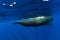 Amazing sperm whales swimming near Mauritius