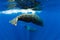Amazing Sperm whales swimming in ocean near Mauritius