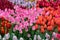 Amazing spring flower picture. Multicolored variegated tulips with unopened buds close up. Natural floral blooming background as
