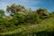 Amazing spring landscape and a flowering hawthorn tree