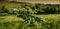 Amazing spring landscape and a flowering hawthorn tree