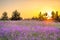 Amazing spring landscape with  flowering purple flowers in meadow and sunrise