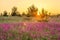 Amazing spring landscape with  flowering purple flowers in meadow and sunrise