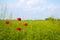 Amazing spring poppy field landscape against colorful sky and light clouds. Four poppies in the field.