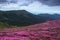 Amazing spring scenery. A lawn covered with flowers of pink rhododendron. Mountain landscape with beautiful sky. Nature.