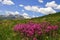 Amazing spring summer landscape with green meadows flowers and snowy peak in the background.