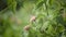 Amazing squirrel is roaming in the forest