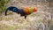 Amazing Sri Lankan jungle fowl foraging the Forests of Yala national park, endemic and national bird of Sri Lanka