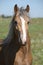 Amazing stallion running on summer pasturage