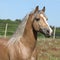 Amazing stallion running on summer pasturage