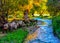Amazing stream with sheep around in a colourful forest