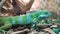 Amazing striped bicolor lizard, side view.