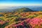 Amazing summer day. A lawn covered with flowers of pink rhododendron. Mountain landscape with beautiful sky. Touristic place