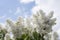 Amazing summer garden with closeup of white lilacs in sunlight