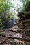 Amazing sunbeans in the brazilian forest. Amazing view and lush plants