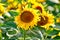 Amazing sunflower field in a warm summer sun