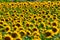 Amazing sunflower field in a warm summer sun