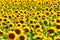 Amazing sunflower field in a warm summer sun