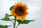 Amazing sunflower on a sturdy green stem against the background of blue sky.