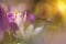 Amazing sunlight on spring flower crocus. View of magic blooming spring flowers crocus growing in wildlife.