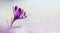 Amazing sunlight on spring flower crocus. View of magic bloomingBig panoramic photo of majestic spring flower crocus in snow