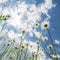 Amazing sunny day at summer meadow with wildflowers