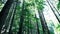 Amazing sunny morning at deep highland forest of Carpathian mountains. Wide angle panning view