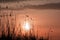 Amazing sunrise in nature reservation of Danube delta