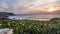 Amazing Sunrise Over Ocean Peninsula Flowers Timelapse 4k