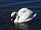 Amazing swan is drinking water.