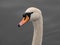 Amazing swan on the lake in Epping Forest, United Kingdom