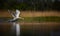 Amazing Swan trying to take off from the surface of the lake