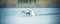 Amazing Swan trying to take off from the surface of the lake