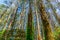 Amazing tall mountain ash trees