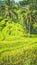 Amazing tegalalang Rice Terrace field with beautiful palm trees growing in cascade, Ubud, Bali, Indonesia