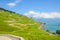 Amazing terraced vineyards on slopes by Geneva Lake in Switzerland. Lavaux wine region. Swiss landscape. Switzerland summer. Green