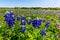 Amazing Texas Bluebonnets in a Texas Field.