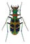 Amazing tiger beetle Cicindela chinensis