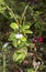 Amazing tiny bell-shaped lingonberry flowers. Blooming cranberries on a branch