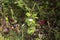 Amazing tiny bell-shaped lingonberry flowers. Blooming cranberries on a branch